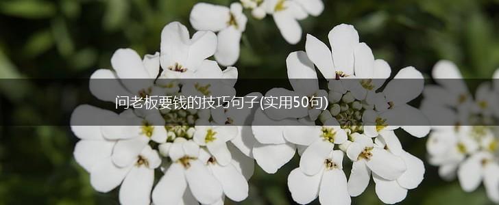 问老板要钱的技巧句子(实用50句),第1张