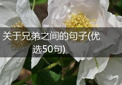 关于兄弟之间的句子(优选50句)