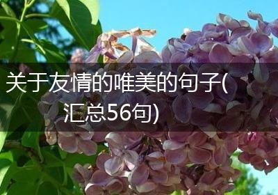 关于友情的唯美的句子(汇总56句)