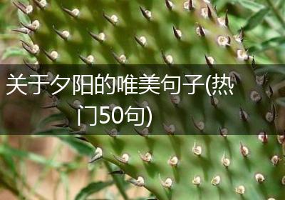 关于夕阳的唯美句子(热门50句)