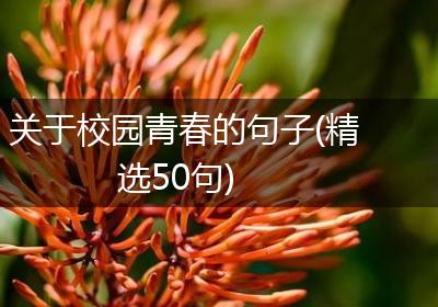 关于校园青春的句子(精选50句)