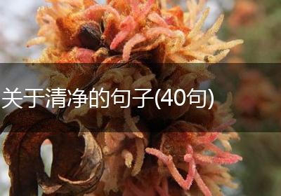 关于清净的句子(40句)