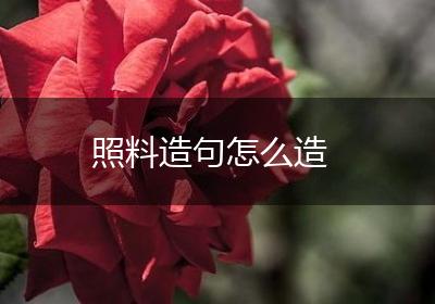 照料造句怎么造
