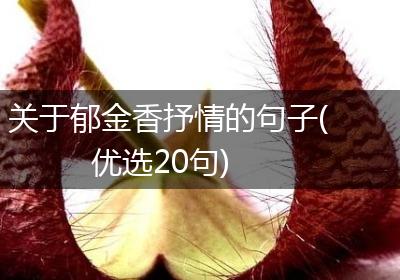 关于郁金香抒情的句子(优选20句)