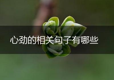 心劲的相关句子有哪些