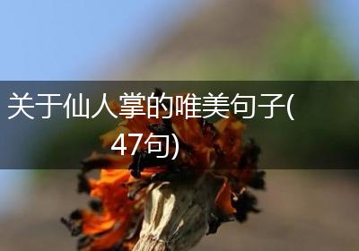 关于仙人掌的唯美句子(47句)