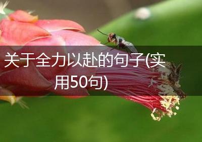 关于全力以赴的句子(实用50句)