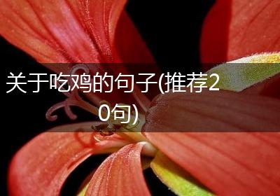 关于吃鸡的句子(推荐20句)