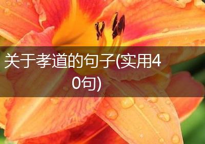 关于孝道的句子(实用40句)