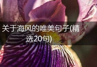 关于海风的唯美句子(精选20句)