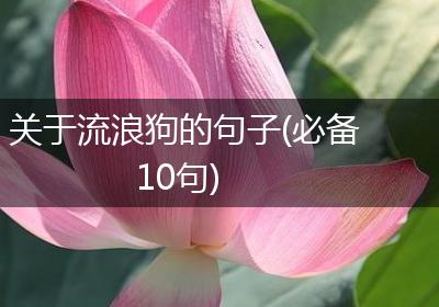 关于流浪狗的句子(必备10句)
