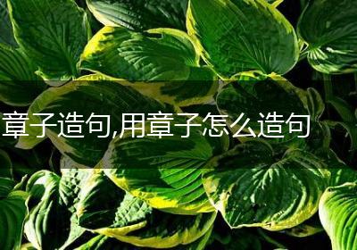 章子造句,用章子怎么造句