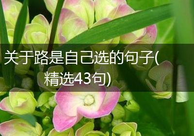 关于路是自己选的句子(精选43句)