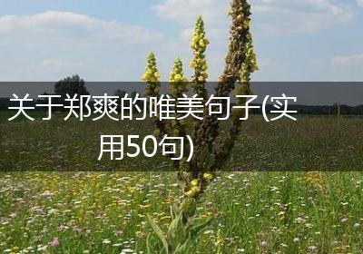 关于郑爽的唯美句子(实用50句)