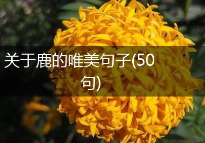 关于鹿的唯美句子(50句)