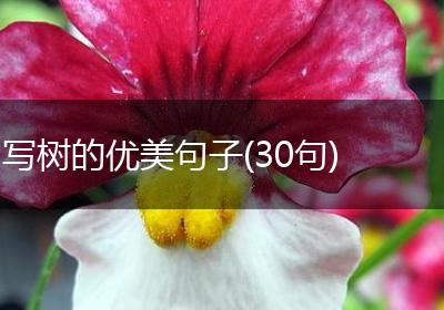 写树的优美句子(30句)