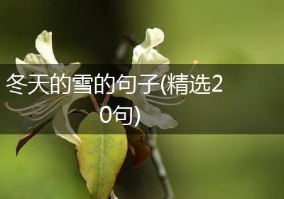 冬天的雪的句子(精选20句)