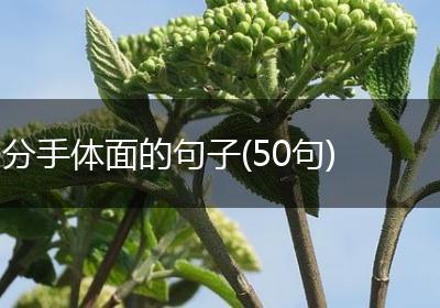 分手体面的句子(50句)