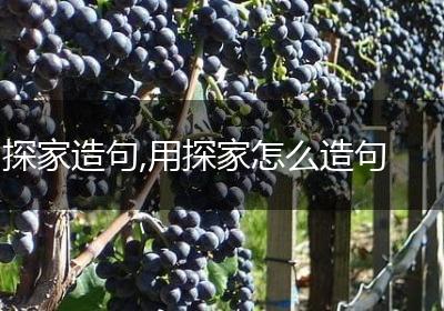 探家造句,用探家怎么造句