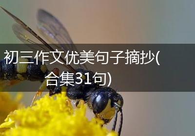 初三作文优美句子摘抄(合集31句)