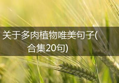 关于多肉植物唯美句子(合集20句)