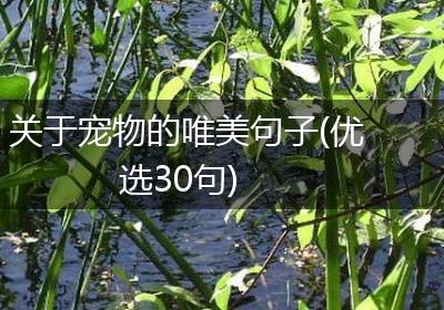 关于宠物的唯美句子(优选30句)
