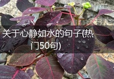 关于心静如水的句子(热门50句)
