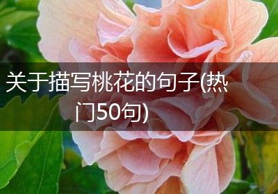 关于描写桃花的句子(热门50句)