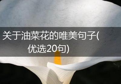 关于油菜花的唯美句子(优选20句)