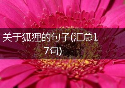 关于狐狸的句子(汇总17句)