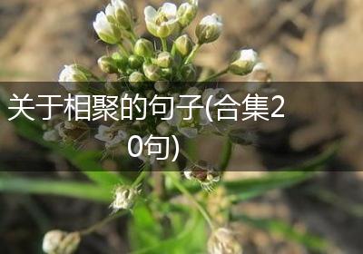 关于相聚的句子(合集20句)