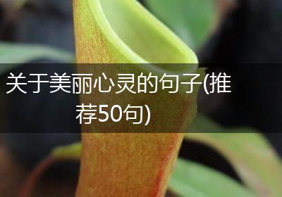 关于美丽心灵的句子(推荐50句)