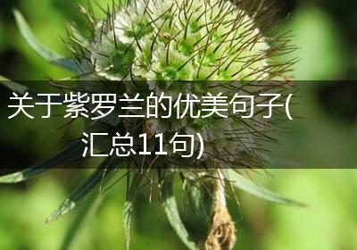 关于紫罗兰的优美句子(汇总11句)