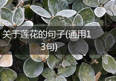 关于莲花的句子(通用13句)