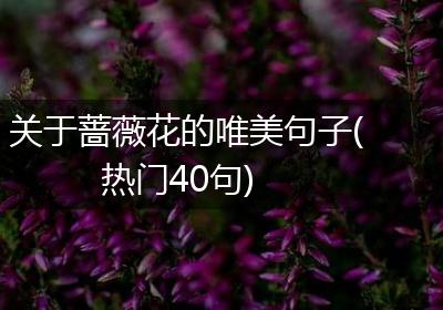 关于蔷薇花的唯美句子(热门40句)