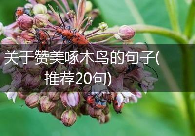关于赞美啄木鸟的句子(推荐20句)