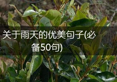 关于雨天的优美句子(必备50句)