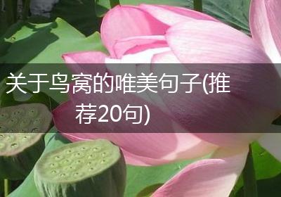 关于鸟窝的唯美句子(推荐20句)