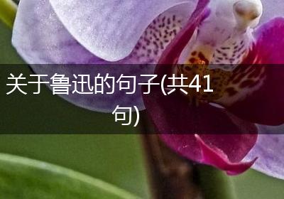 关于鲁迅的句子(共41句)