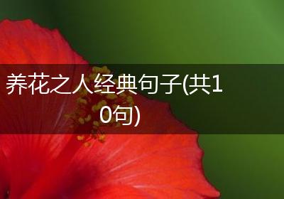 养花之人经典句子(共10句)