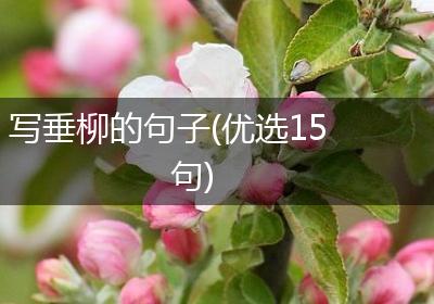 写垂柳的句子(优选15句)