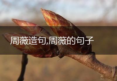 周薇造句,周薇的句子
