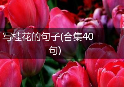 写桂花的句子(合集40句)