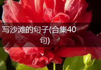 写沙滩的句子(合集40句)
