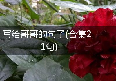 写给哥哥的句子(合集21句)