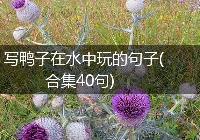 写鸭子在水中玩的句子(合集40句)