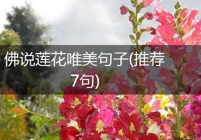 佛说莲花唯美句子(推荐7句)