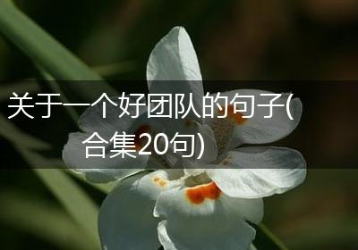 关于一个好团队的句子(合集20句)