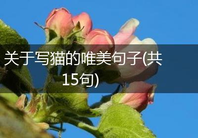 关于写猫的唯美句子(共15句)