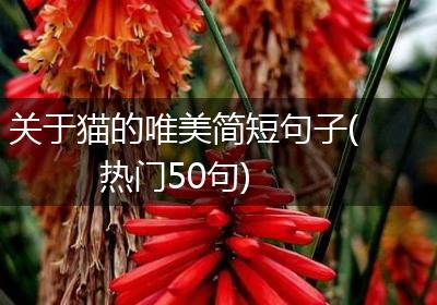 关于猫的唯美简短句子(热门50句)